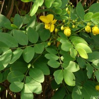 Senna surattensis (Burm.f.) H.S.Irwin & Barneby